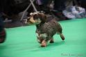 Crufts2011_2 1113